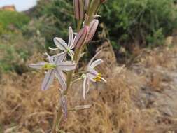 Plancia ëd Drimia fragrans (Jacq.) J. C. Manning & Goldblatt