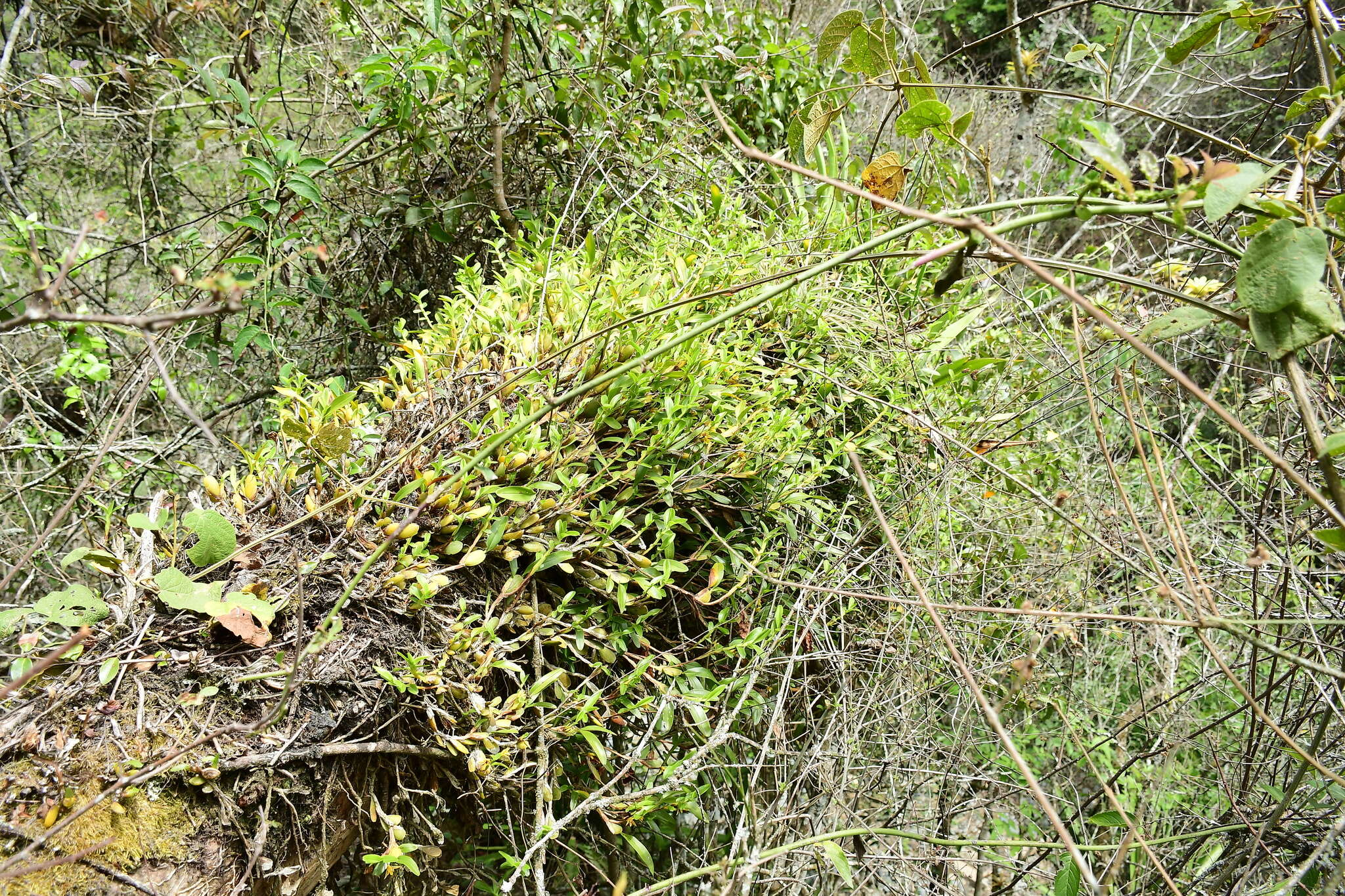 Image of Maxillaria estradae Dodson