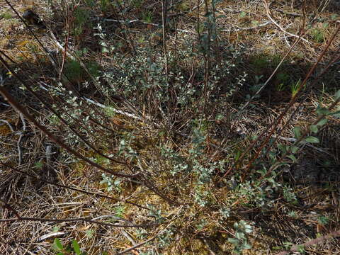 Image of creeping willow