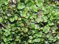 Image of Marchantia quadrata Scop.