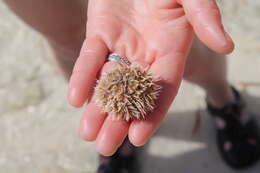 Image of West Indian sea egg