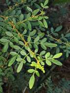 Image of Soft Boronia