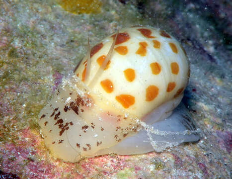 Image of Tectonatica violacea (G. B. Sowerby I 1825)