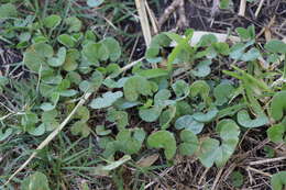 Imagem de Dichondra microcalyx (Hall. fil.) Fabris