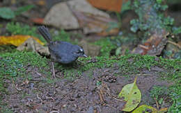 Image of Northern White-crowned Tapaculo