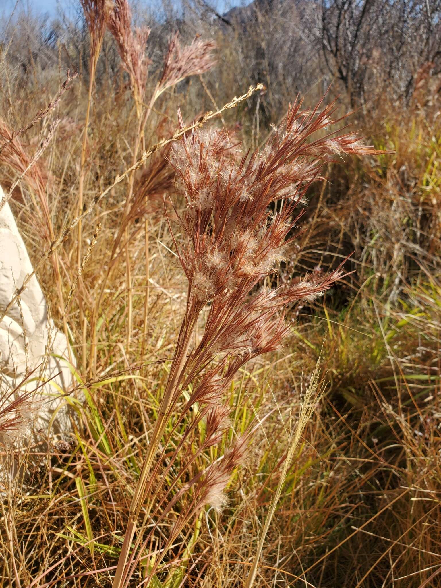Image of Andropogon eremicus