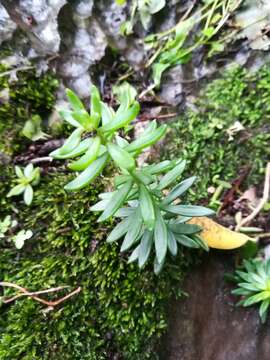 Image of Sedum calcicola Robinson & Greenm.