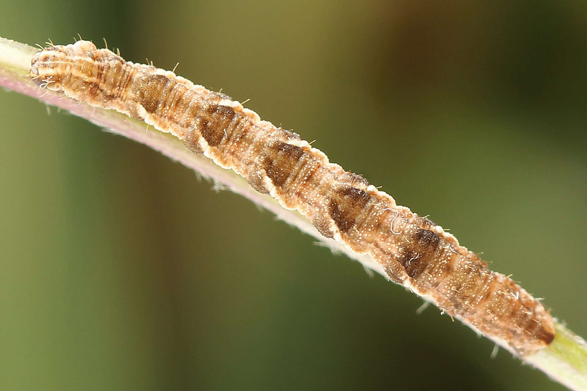 Image de eupithécie de la verge dor