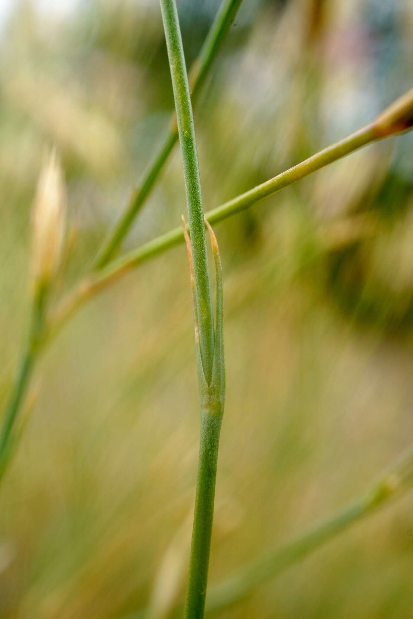 صورة Dianthus humilis Willd. ex Ledeb.