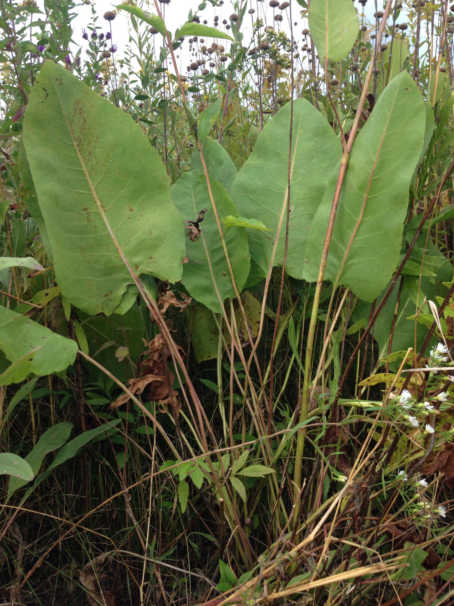 Image de Silphium terebinthinaceum Jacq.