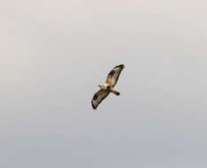 Imagem de Buteo lagopus lagopus (Pontoppidan 1763)