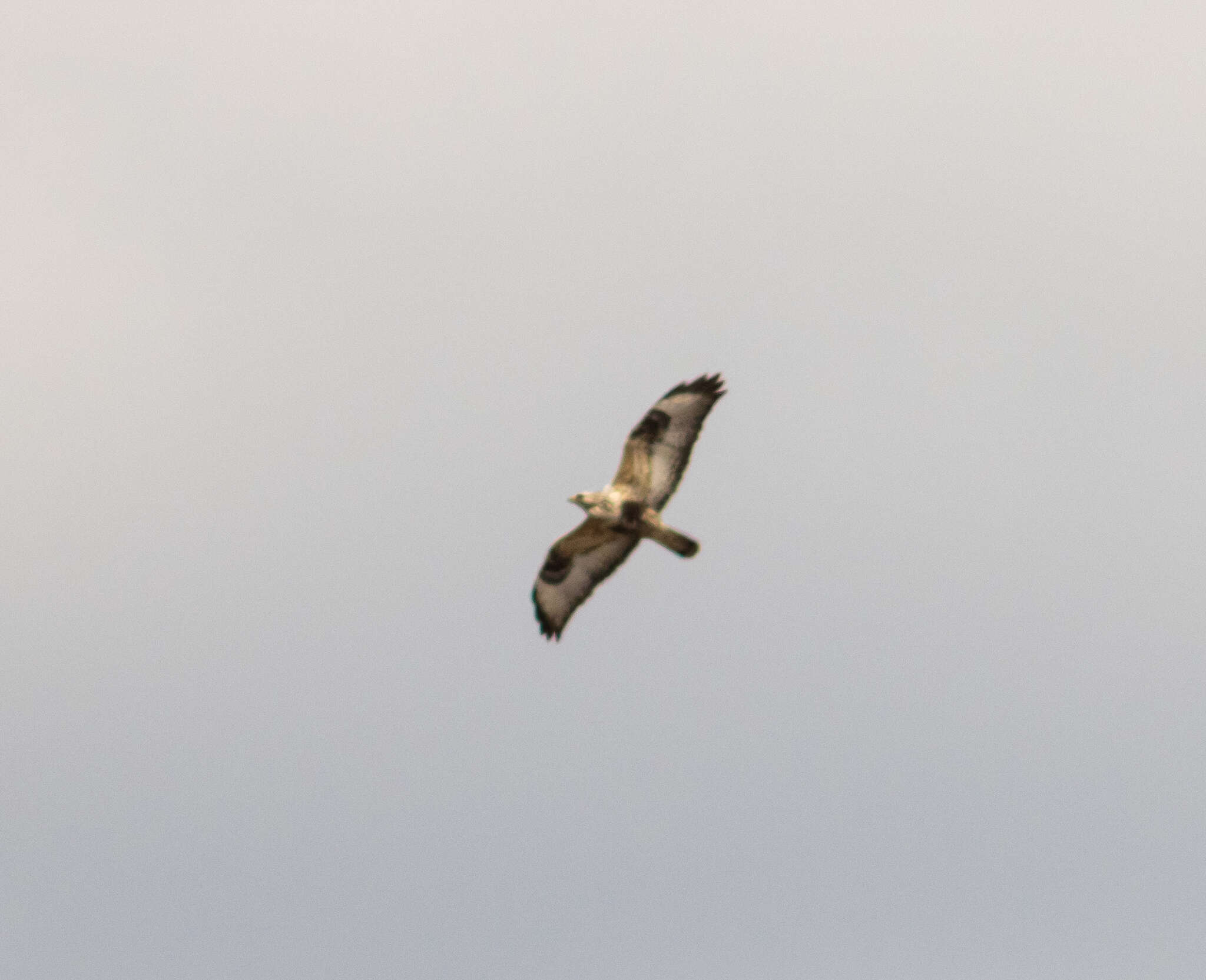 Imagem de Buteo lagopus lagopus (Pontoppidan 1763)