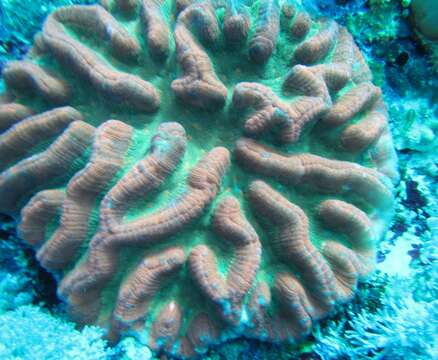 Image of Greater Brain Coral