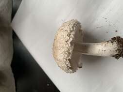 Leucoagaricus barssii (Zeller) Vellinga 2000 resmi