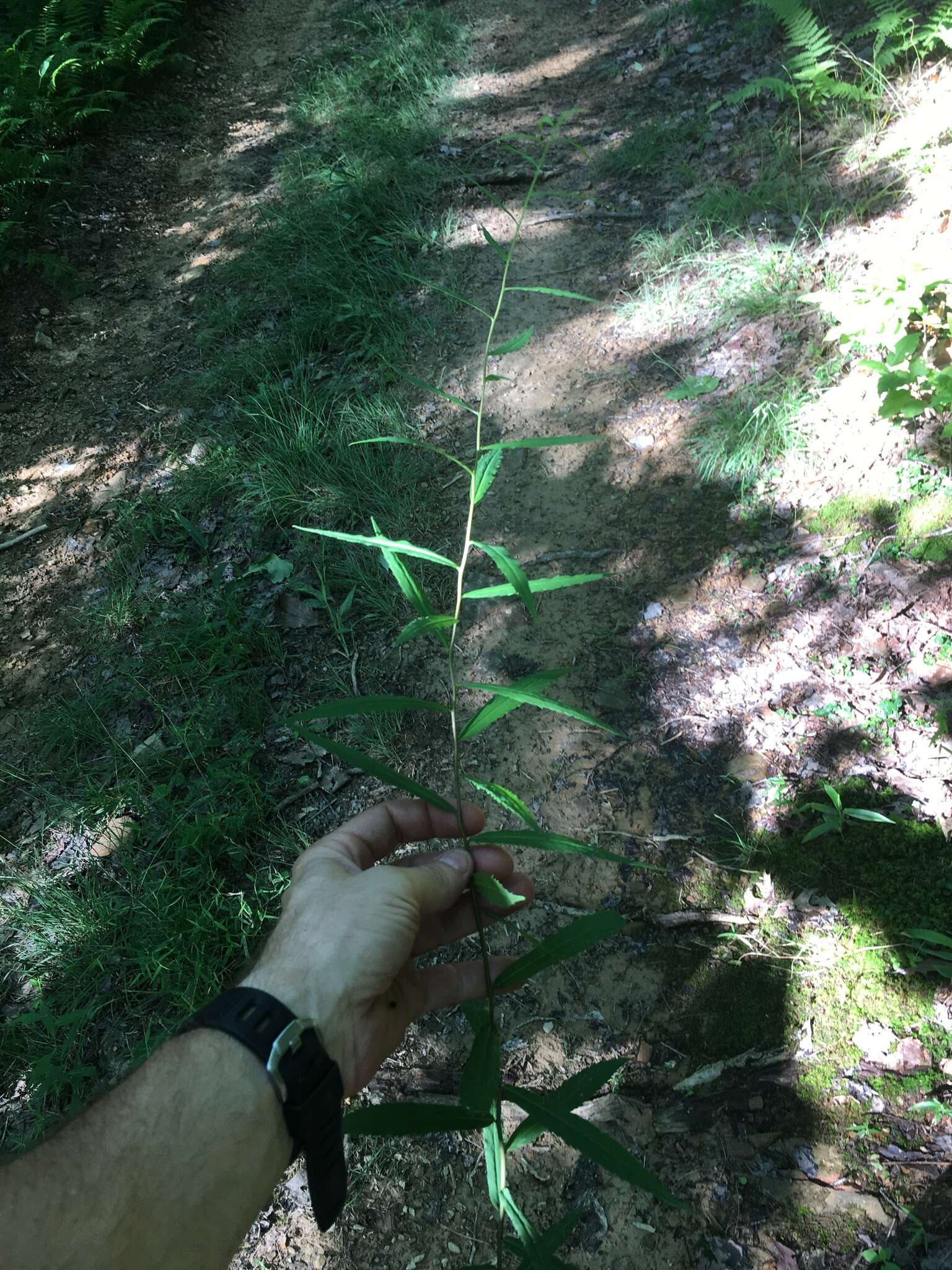 Image of mountain decumbent goldenrod