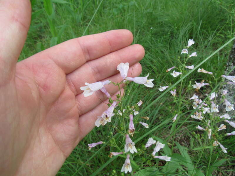 Image of pale beardtongue