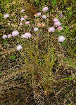 Image of Klasea radiata (Waldst. & Kit.) A. & D. Love