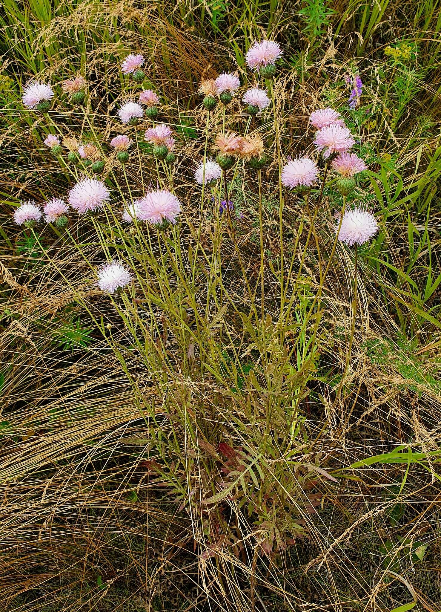 صورة Klasea radiata subsp. tanaitica (P. A. Smirn.) L. Martins