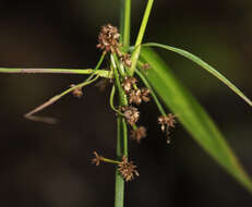 Image of Mosquito Bulrush