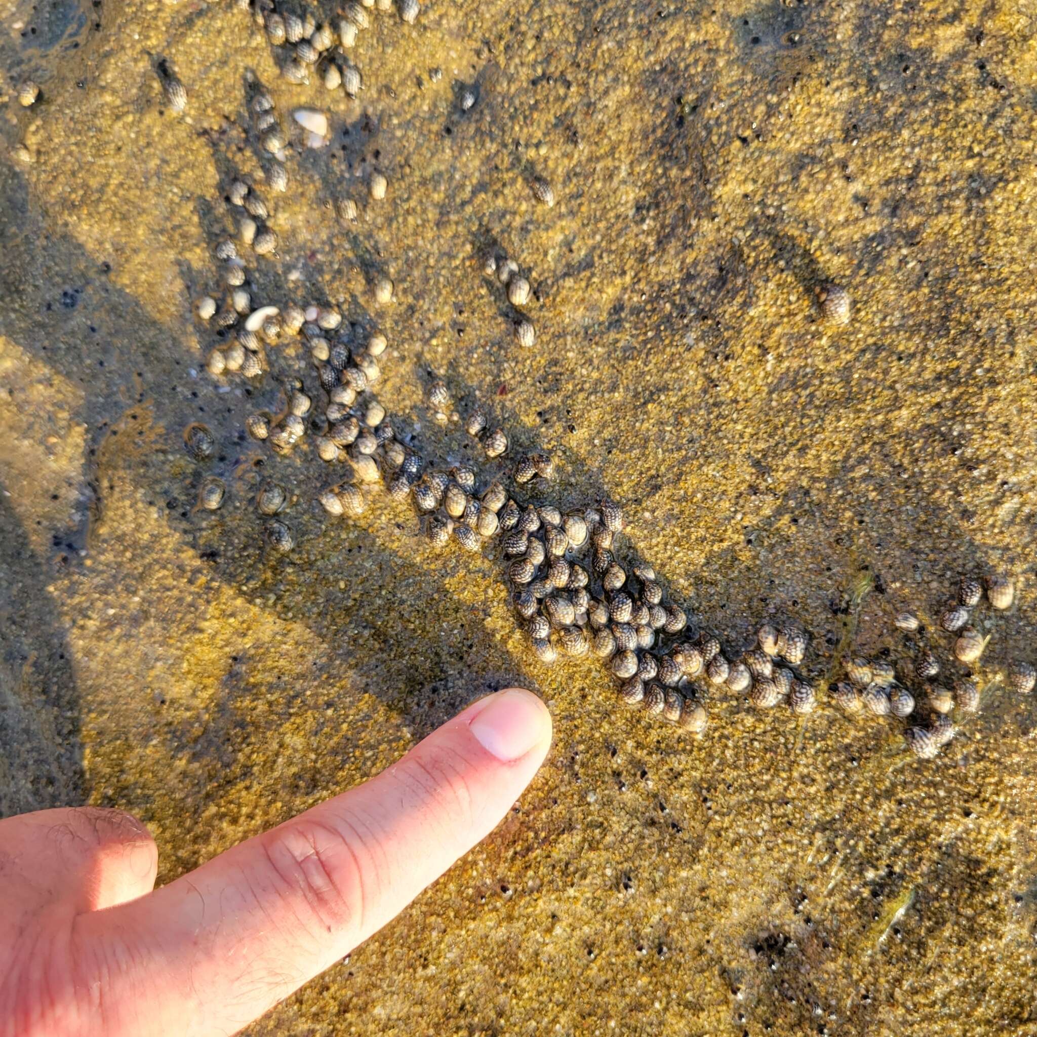 Image of Echinolittorina punctata (Gmelin 1791)