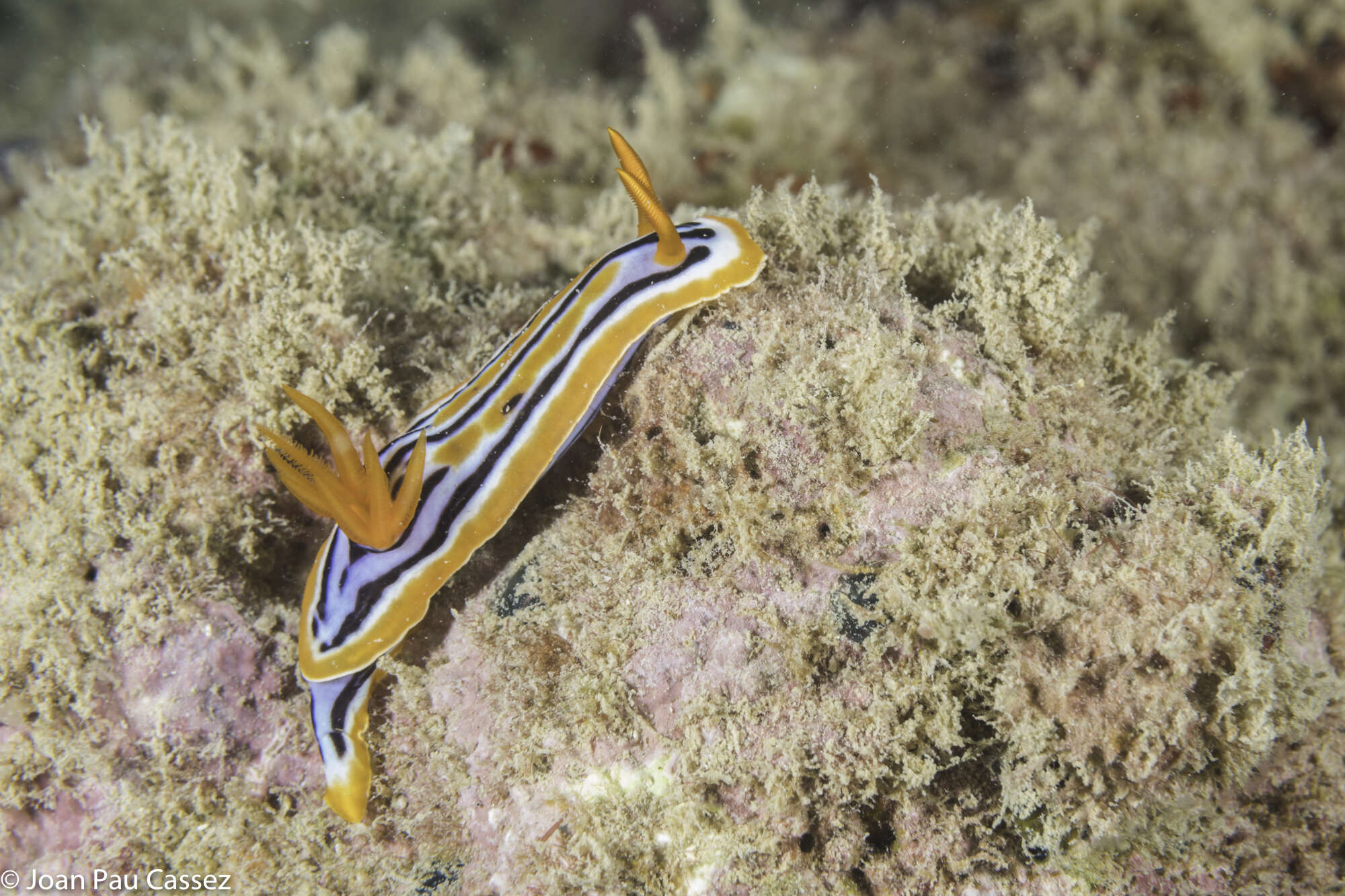 Image de Chromodoris celinae Tibiriçá, Pola, Ortigosa & Cervera 2020