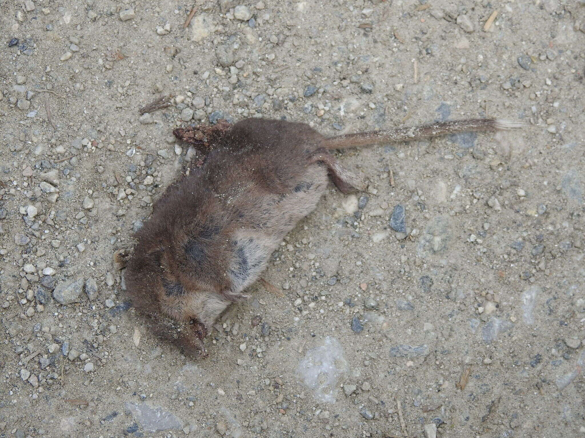 Image of VALAIS SHREW