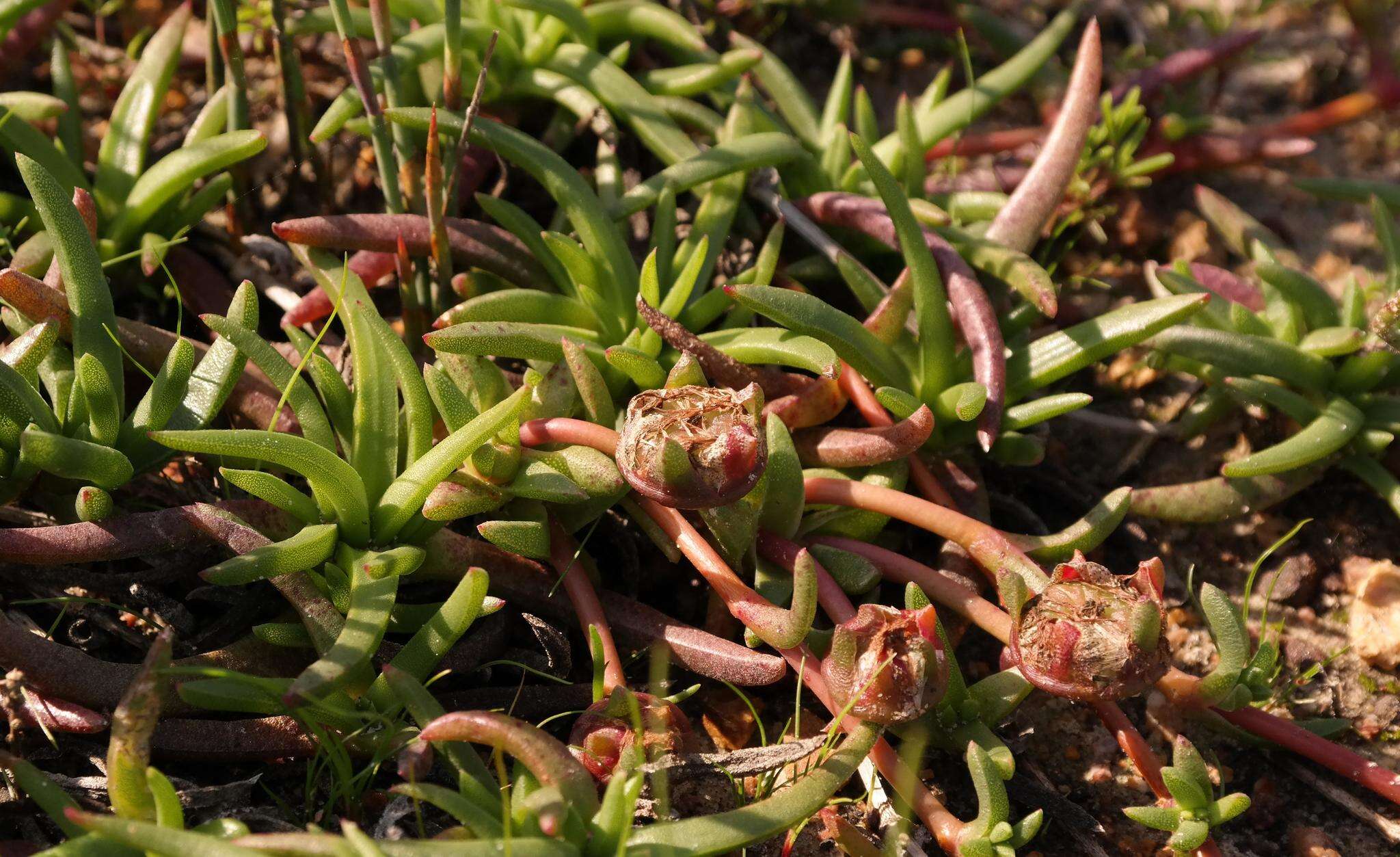 Image of Cephalophyllum parviflorum L. Bol.