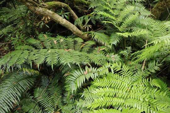 Image of Ptisana salicifolia (Schrad.) Senterre & Rouhan