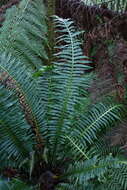Image of Fishbone water-fern