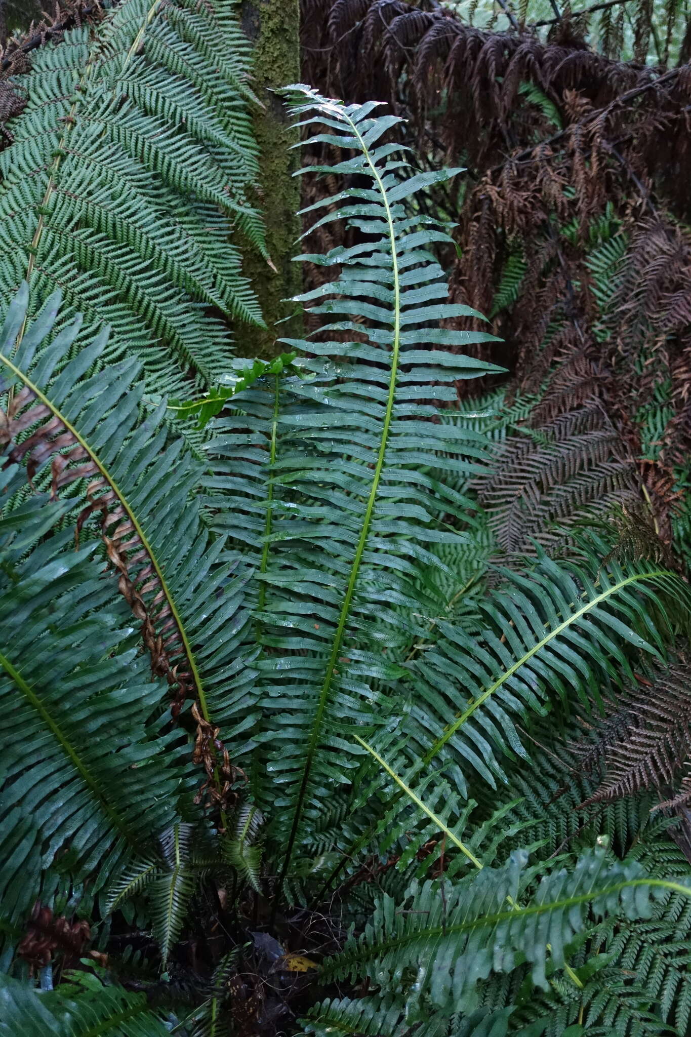 Image of Fishbone water-fern