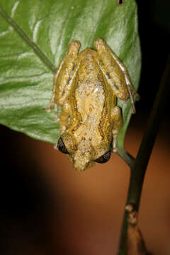 Image of Ololygon muriciensis (Cruz, Nunes & Lima 2011)