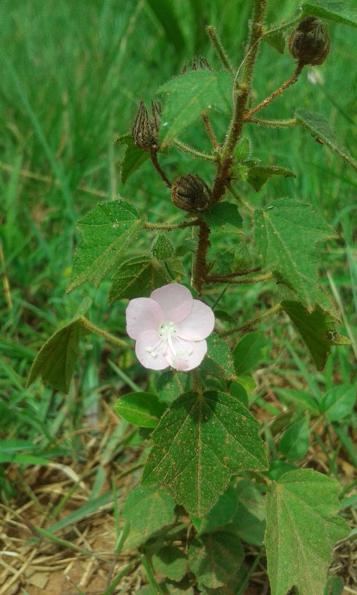 Image of Pavonia zeylanica (L.) Cav.