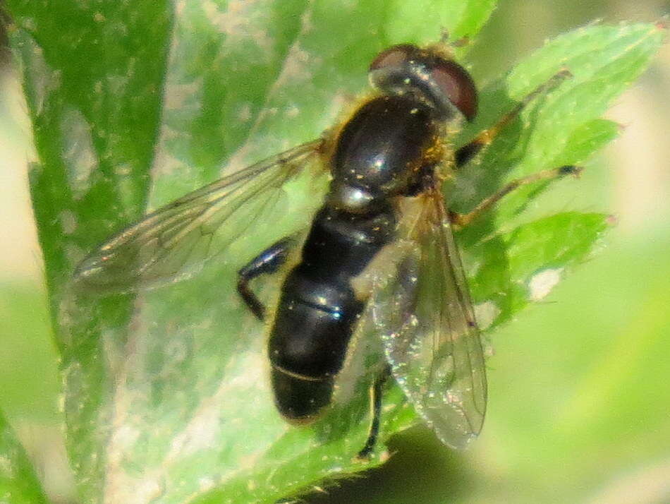 صورة <i>Anasimyia bilinearis</i>