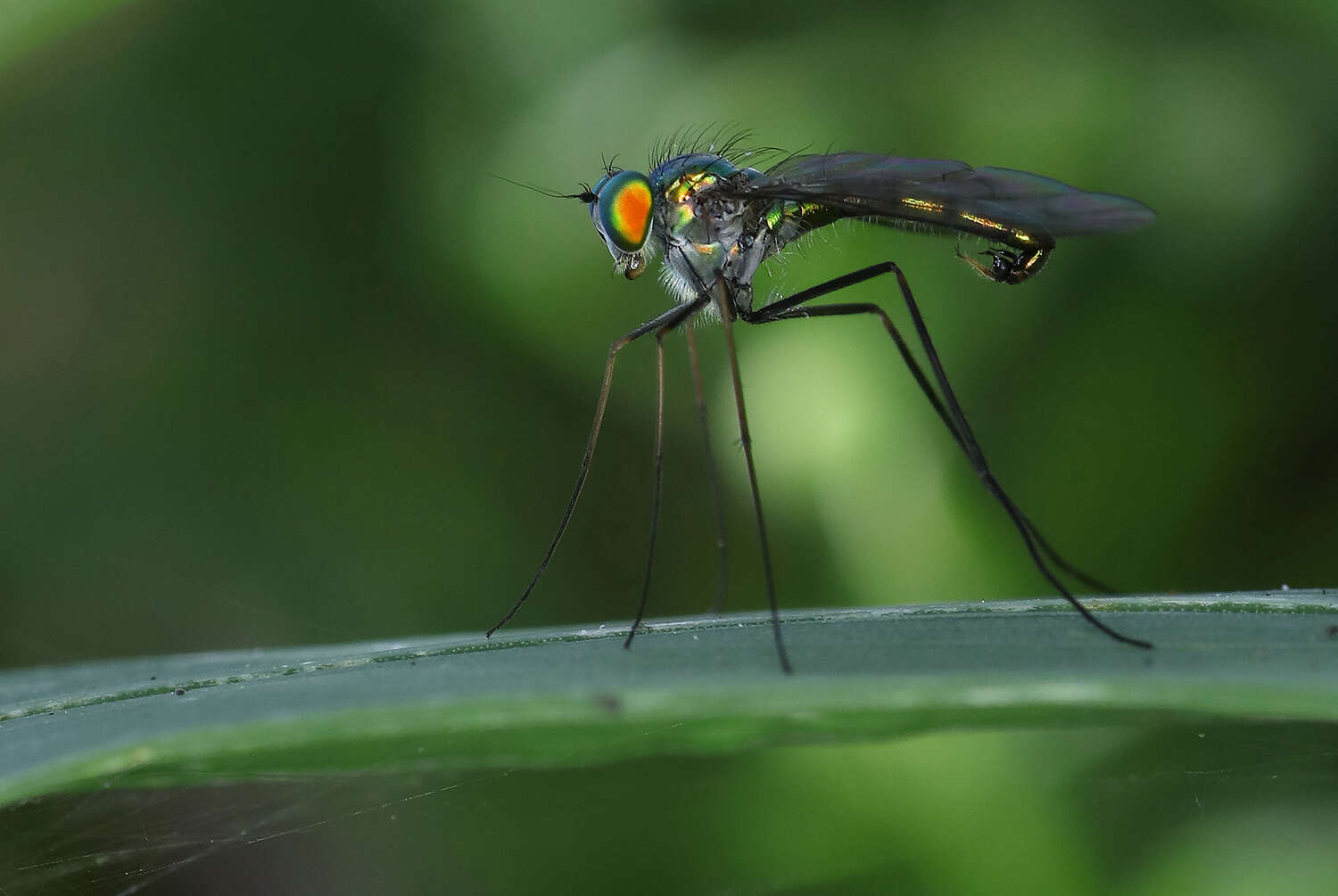 <i>Heteropsilopus cingulipes</i> resmi