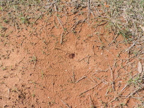 Image of Pogonomyrmex barbatus (Smith 1858)