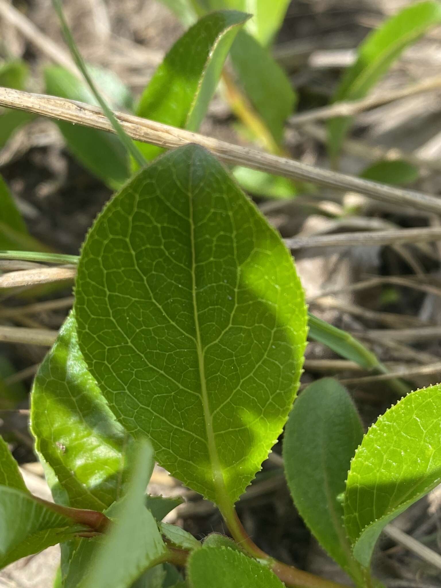 Salix chamissonis Anderss.的圖片