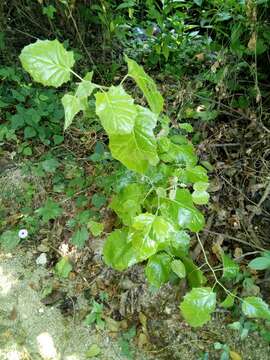 Image of Hyperbaena ilicifolia Standl.