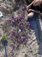 Image of pink sand verbena