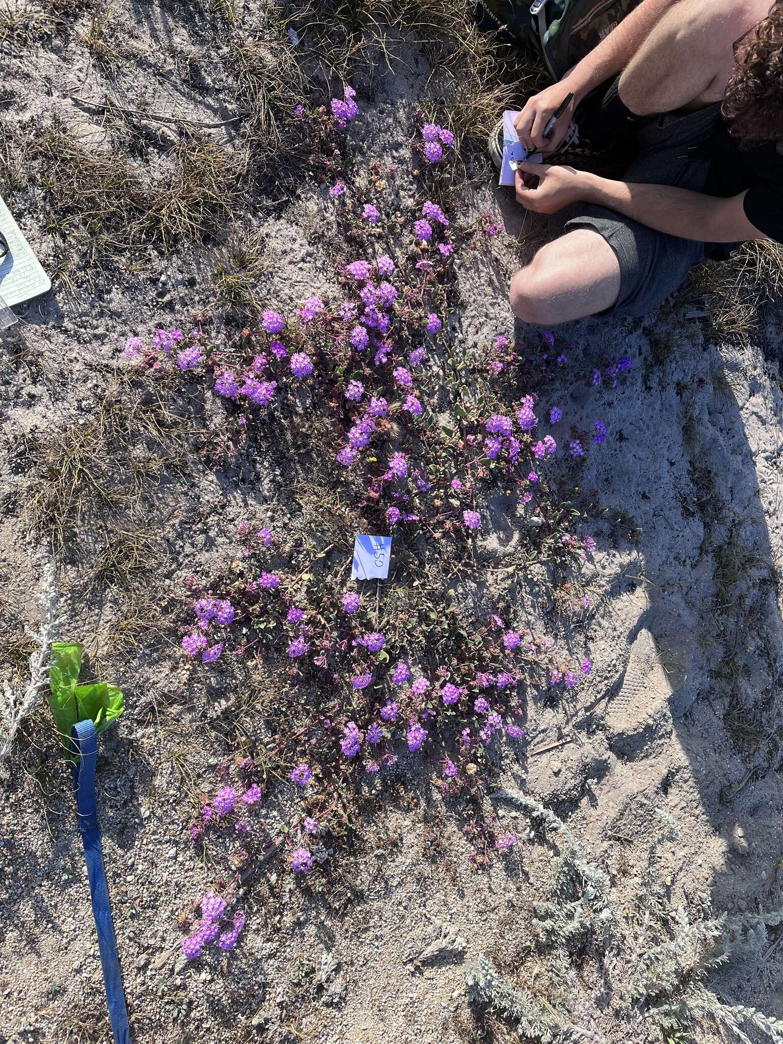 Image of pink sand verbena