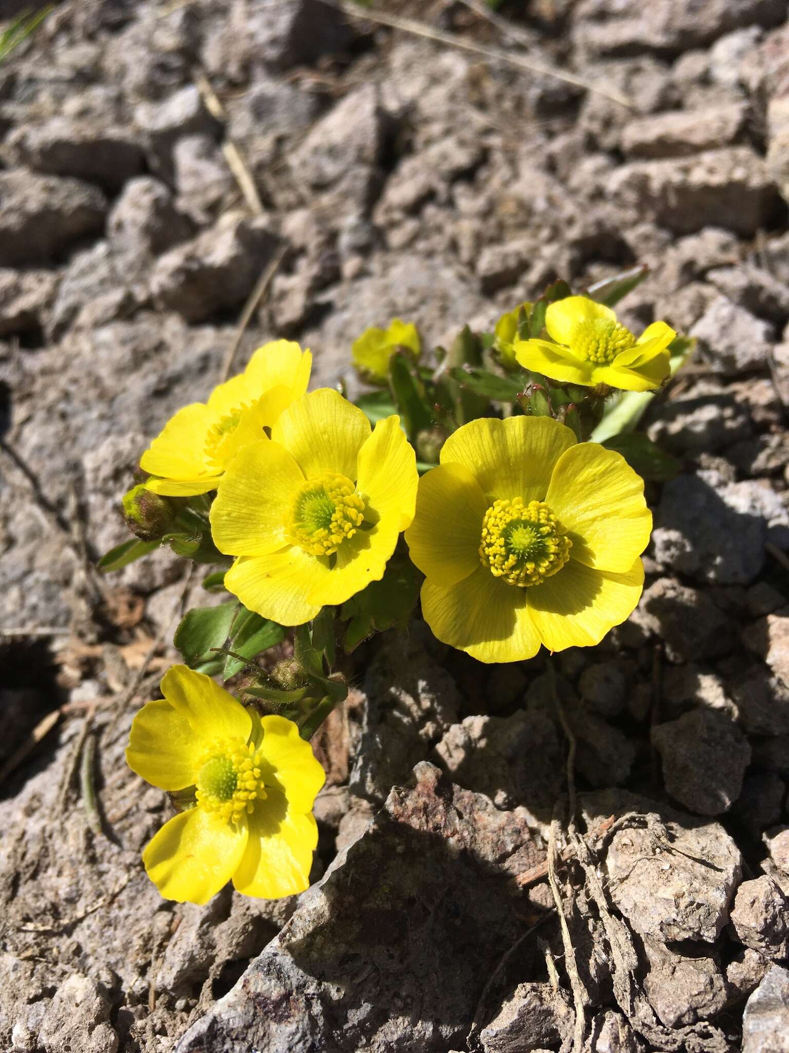 Image of Rocky Mountain Buttercup