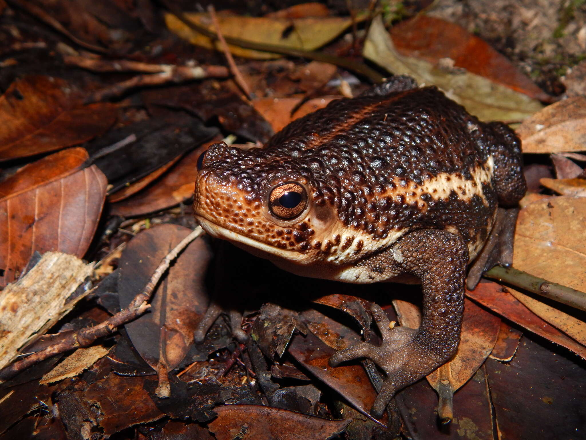 Image of Pseudobufo Tschudi 1838