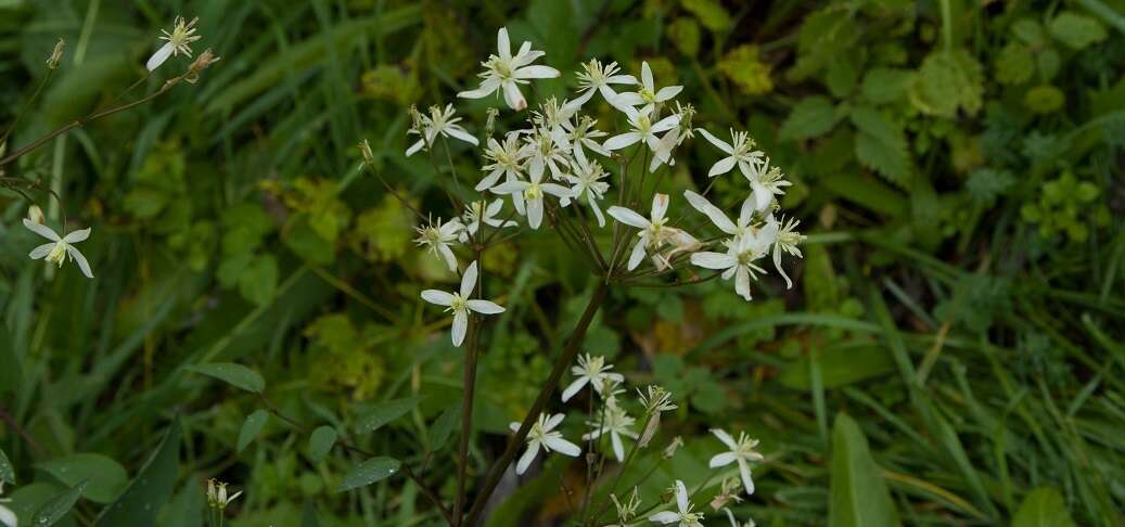 Clematis recta L. resmi