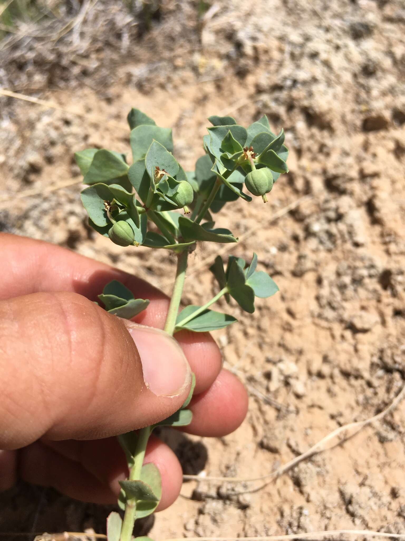 Image de Euphorbia brachycera Engelm.