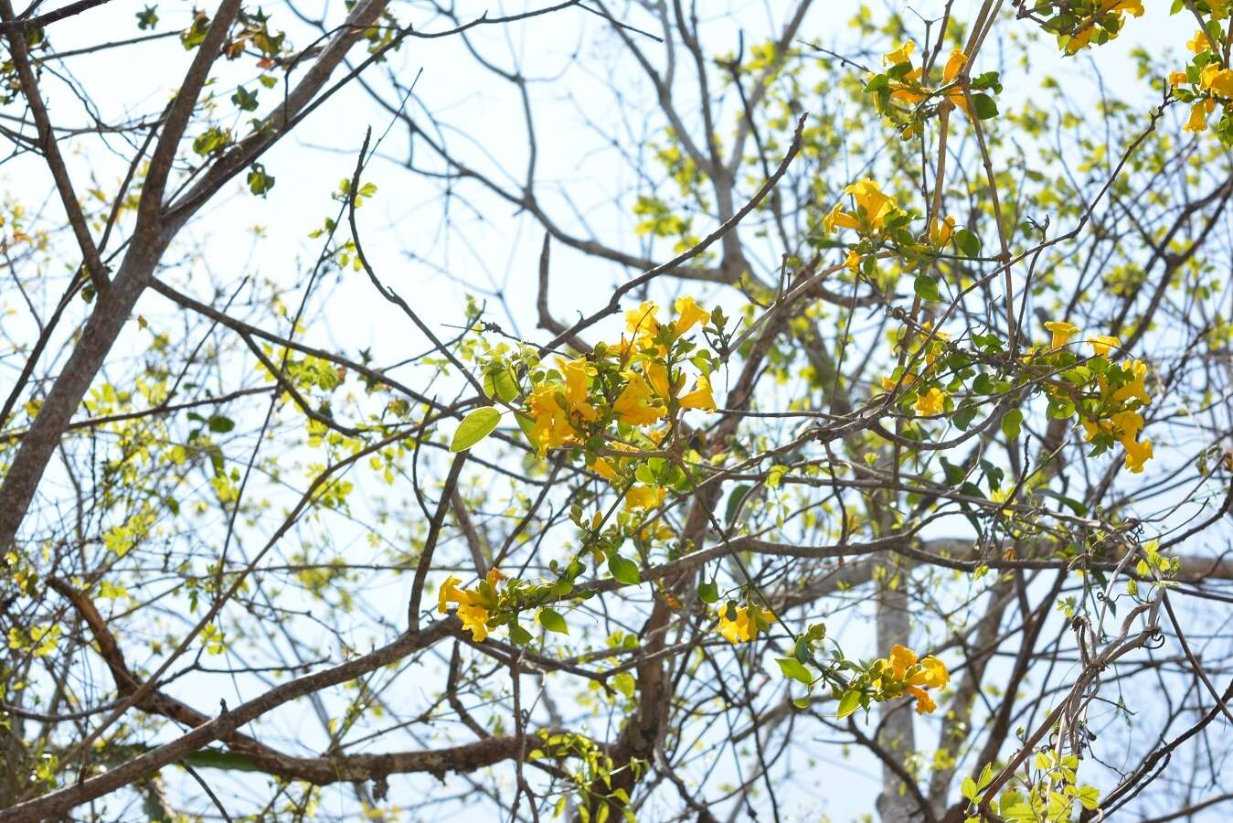 Image of Anemopaegma chrysanthum Dugand