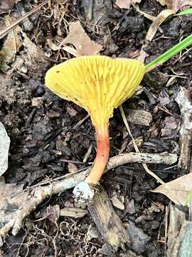 Image of Phylloporus bellus (Massee) Corner 1971