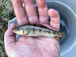 Image of Western creek chubsucker