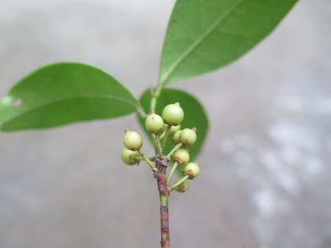 Слика од Ilex elmerrilliana S. Y. Hu