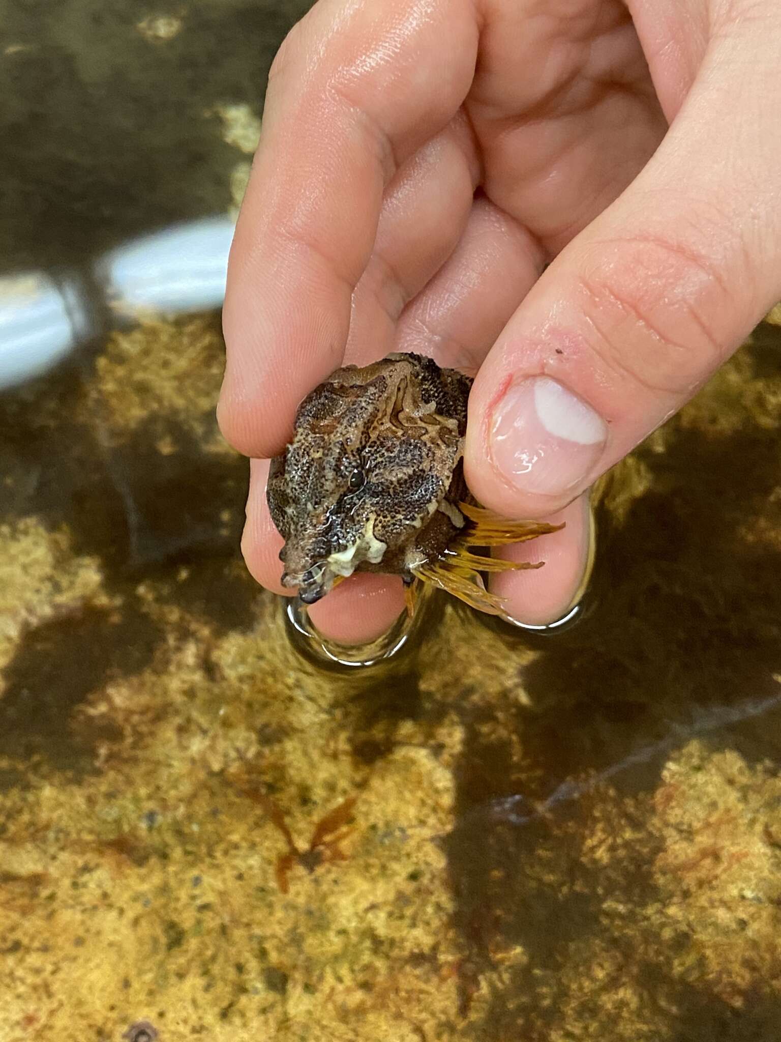 Image of grunt sculpins