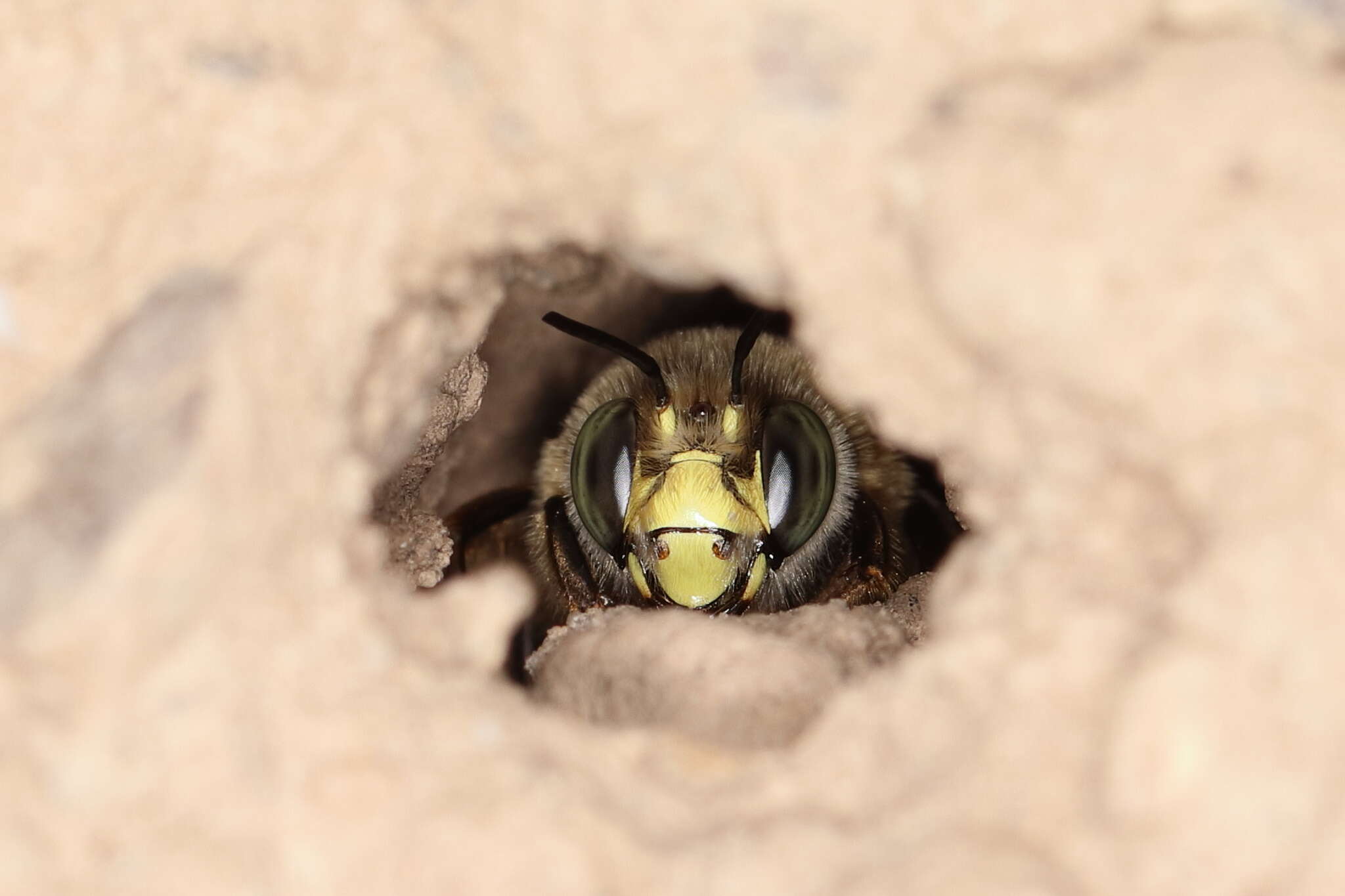 Image of Anthophora fulvitarsis Brullé 1832