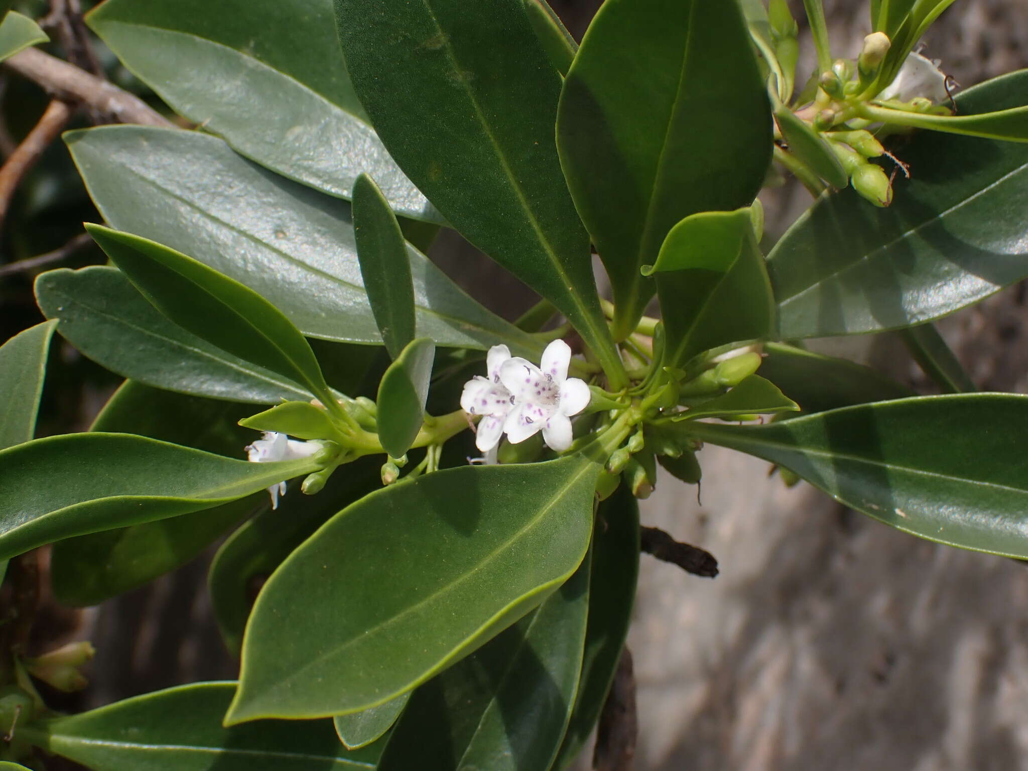 Image of Myoporum crassifolium G. Forst.